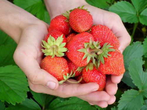 Fresh Strawberries - 1 basket